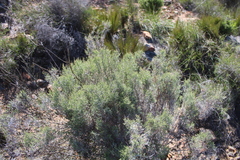 Dicerothamnus rhinocerotis