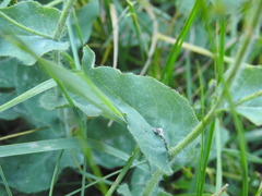 Hieracium amplexicaule