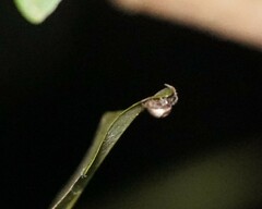 Emertonella taczanowskii