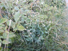 Hieracium amplexicaule