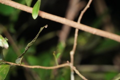 Emertonella taczanowskii