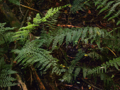 Asplenium bulbiferum