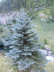 Picea pungens