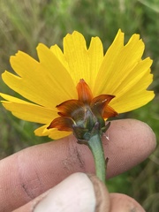 Coreopsis floridana