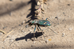 Cicindela purpurea