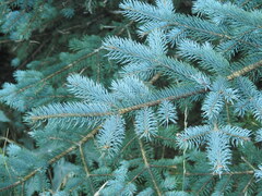 Picea pungens