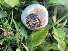 Agaricus californicus