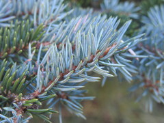 Picea pungens