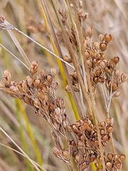 Juncus compressus