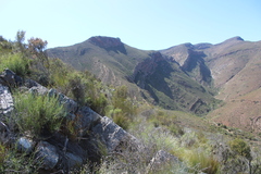 Dicerothamnus rhinocerotis