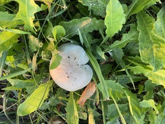 Agaricus californicus