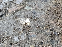 Lasius