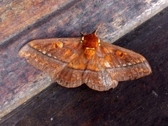 Procitheronia principalis