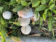 Agaricus californicus