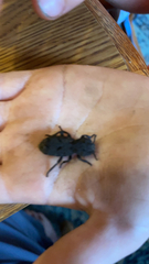 Phloeodes diabolicus