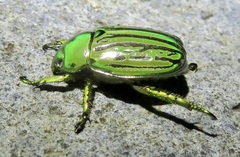 Chrysina gloriosa