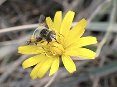Eristalis anthophorina