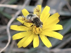 Eristalis anthophorina