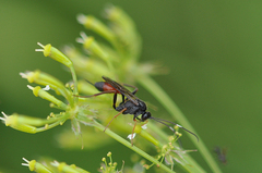 Agrothereutina