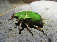 Chrysina lecontei