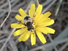 Eristalis anthophorina