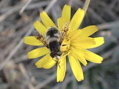 Eristalis anthophorina