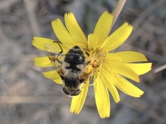 Eristalis anthophorina