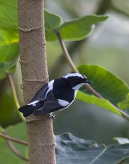 Ficedula westermanni