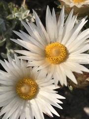 Helichrysum retortum