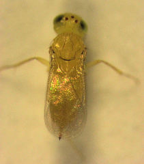 Aphytis