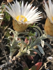 Helichrysum retortum