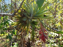 Tillandsia geminiflora