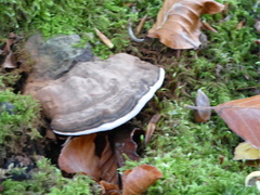 Ganoderma applanatum