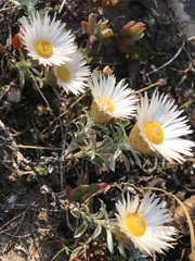 Helichrysum retortum