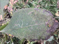 Phyllocnistis vitifoliella