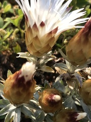 Helichrysum retortum