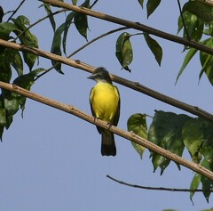 Myiozetetes granadensis