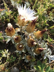 Helichrysum retortum