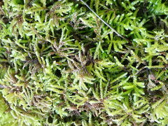 Eurhynchium angustirete