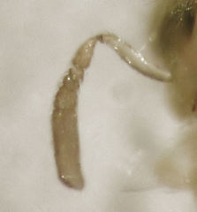 Aphytis
