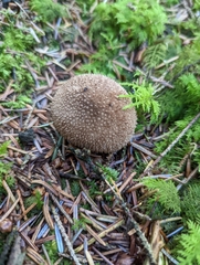 Lycoperdon nigrescens