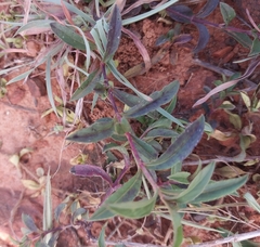 Alternanthera sessilis