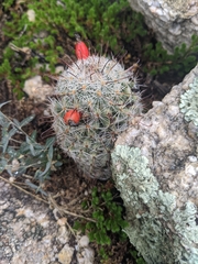 Mammillaria grahamii