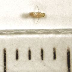 Aphytis