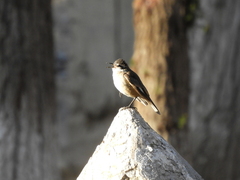 Cinclodes albiventris