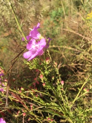 Agalinis fasciculata