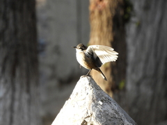 Cinclodes albiventris