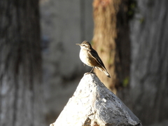 Cinclodes albiventris