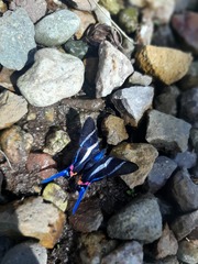 Rhetus arcius
