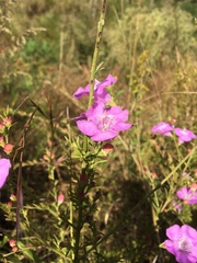 Agalinis fasciculata